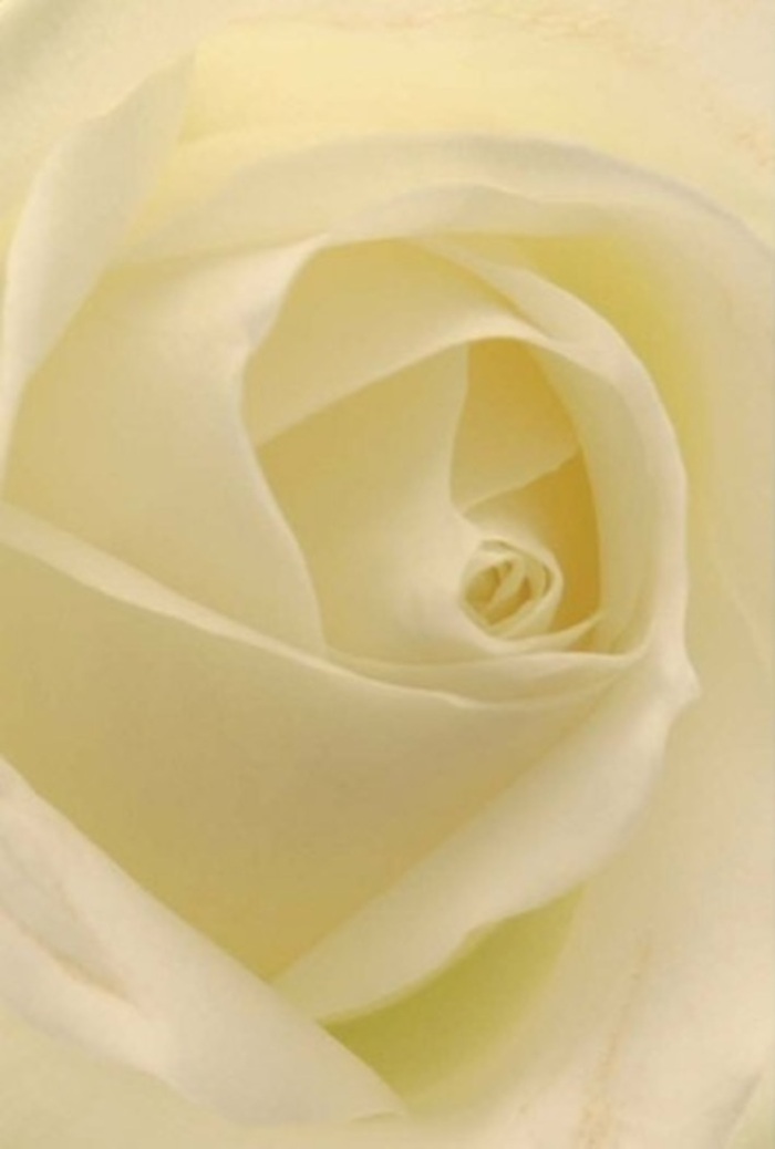 Gazing upon this classic white rose as composed by a dedicated Thornton Heath florist, one is drawn into a study of refined tranquility and layered sophistication. The bloom's petals, satin-matte and luminous with soft ivory and cream, overlap harmoniously, each edge softened as if brushed by a gentle sunrise filtering through the windows of local homes on Mersham Road. The unfurling spiral at the rose's core suggests a perfection untouched by haste, radiating pure resilience-an embodiment of both celebration and solace. Subtle shadows and gradations of white reveal the florist's practiced eye, elevating the natural beauty of the rose to an art form. This bouquet is at once a romantic gesture, a symbol of fresh beginnings, and a profound statement of apology or remembrance-a versatile centerpiece for occasions ranging from intimate dinners near Thornton Heath Pond to elegant weddings at local venues. The faint, soothing fragrance lingers in the air, clean and serene, speaking to the freshness and authenticity that defines arrangements lovingly prepared for the Thornton Heath community.
